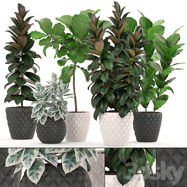 ficus collection 212. Ficus Lyrata Robusta tree pot flowerpot concrete indoor ficus abidjan 3DS Max - thumbnail 1