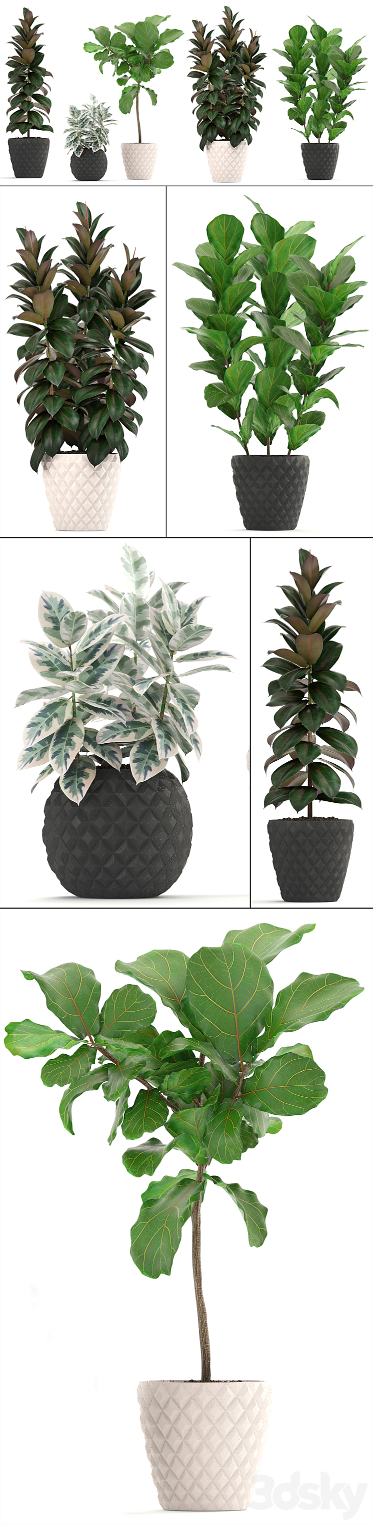 ficus collection 212. Ficus Lyrata Robusta tree pot flowerpot concrete indoor ficus abidjan 3DS Max - thumbnail 2