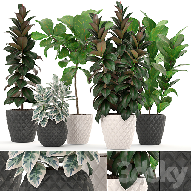 ficus collection 212. Ficus Lyrata. Robusta. tree. pot. flowerpot. concrete. indoor. ficus abidjan 3DSMax File - thumbnail 1