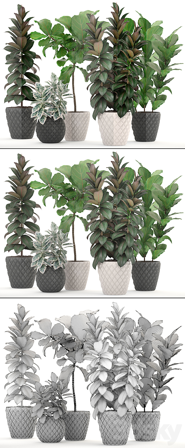 ficus collection 212. Ficus Lyrata. Robusta. tree. pot. flowerpot. concrete. indoor. ficus abidjan 3DSMax File - thumbnail 3