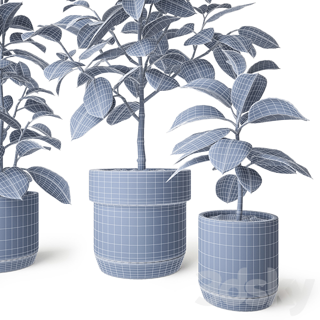 Ficus Elastica 2 3DS Max Model - thumbnail 3