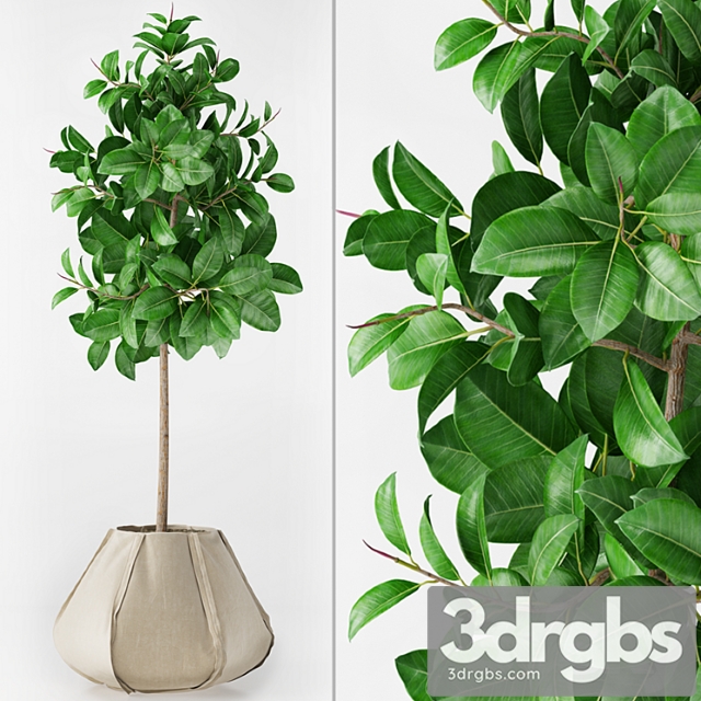 Ficus Elastica 2 3dsmax Download - thumbnail 1