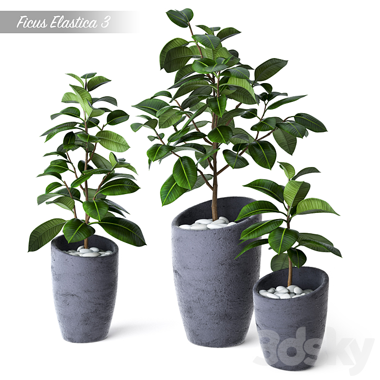 Ficus Elastica 3 3DS Max - thumbnail 1