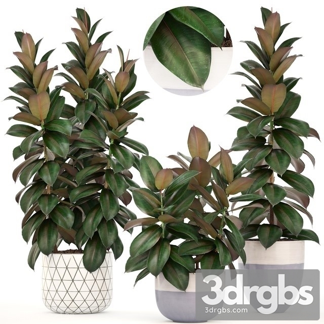 Ficus Elastica 3dsmax Download - thumbnail 1