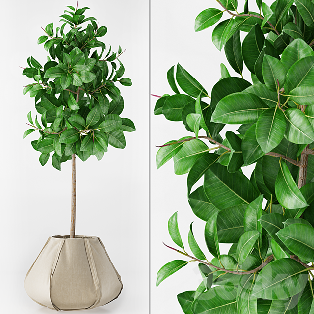 Ficus Elastica 3DSMax File - thumbnail 1