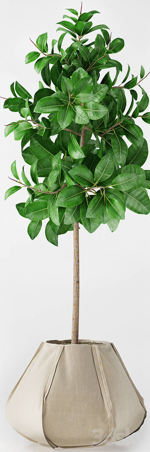 Ficus Elastica 3DSMax File - thumbnail 2