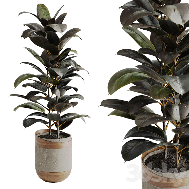 Ficus Elastica Black 3DS Max Model - thumbnail 1