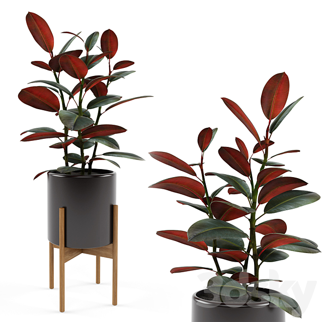 Ficus elastica Black Prince 3DSMax File - thumbnail 1