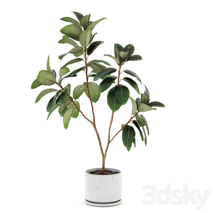 Ficus elastica decora (large) 3DS Max - thumbnail 1