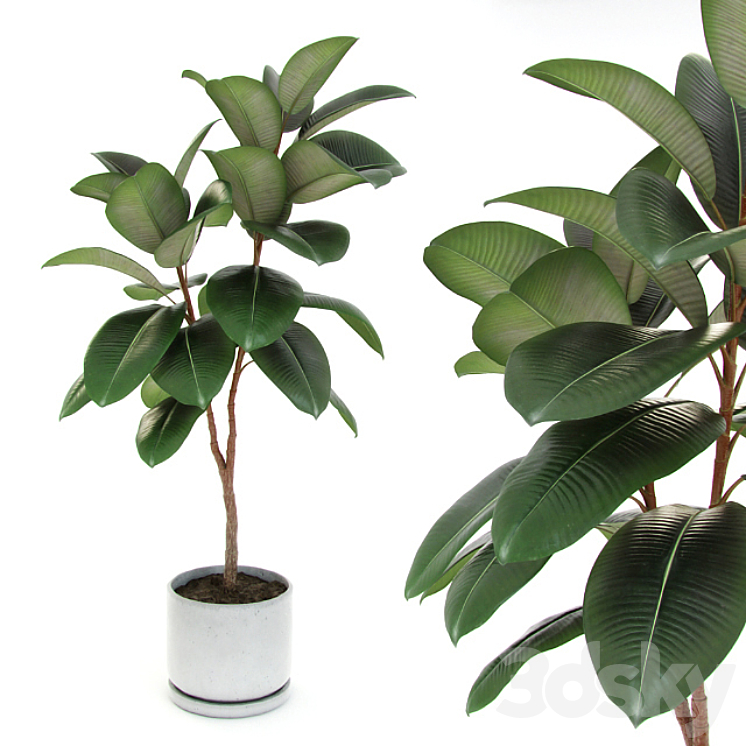 Ficus elastica decora (medium) 3DS Max - thumbnail 1