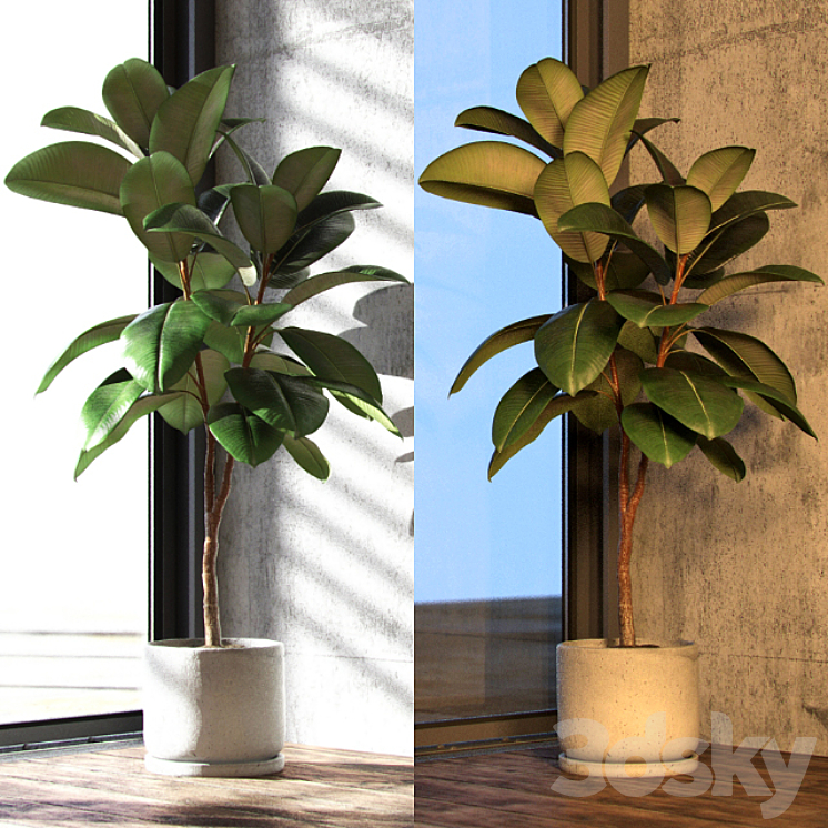 Ficus elastica decora (medium) 3DS Max - thumbnail 2