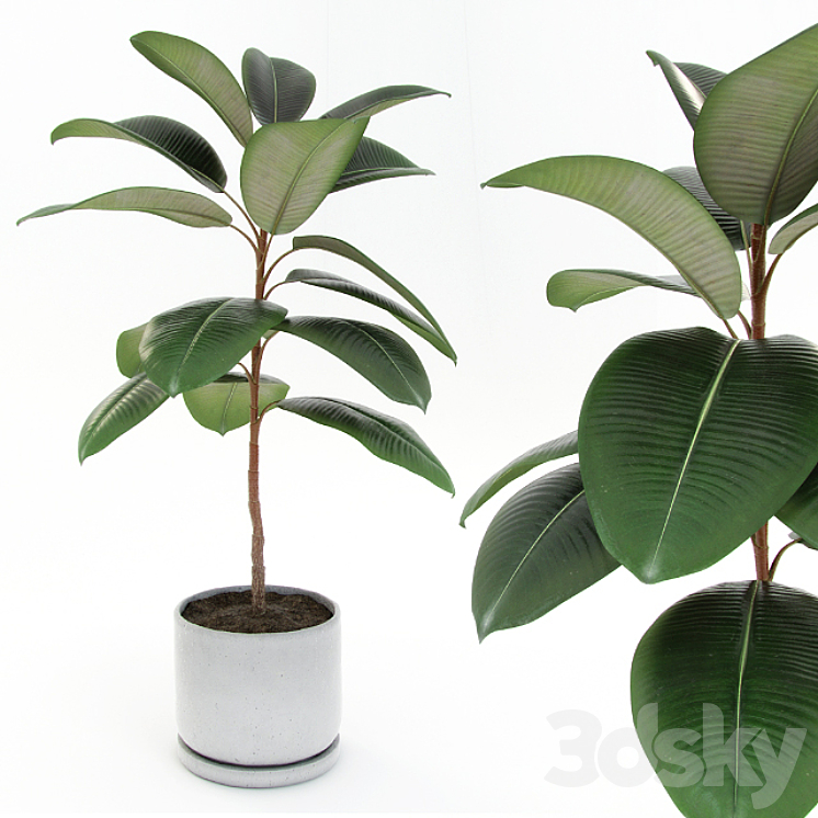 Ficus elastica decora (small) 3DS Max - thumbnail 1