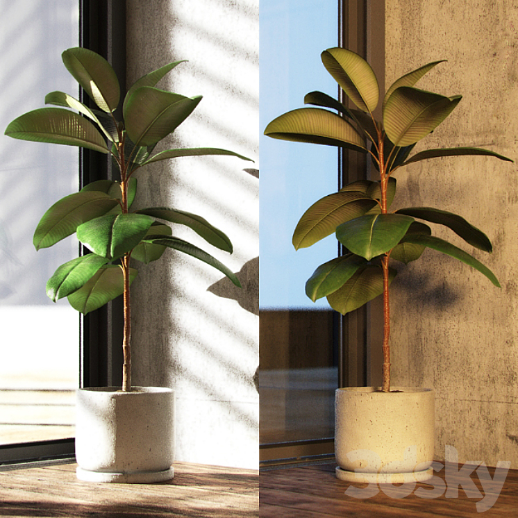 Ficus elastica decora (small) 3DS Max - thumbnail 2