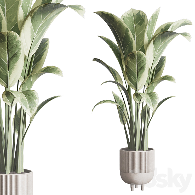 ficus elastica pot Indoor outdoor plant 296 concrete dirt vase 3DS Max Model - thumbnail 1