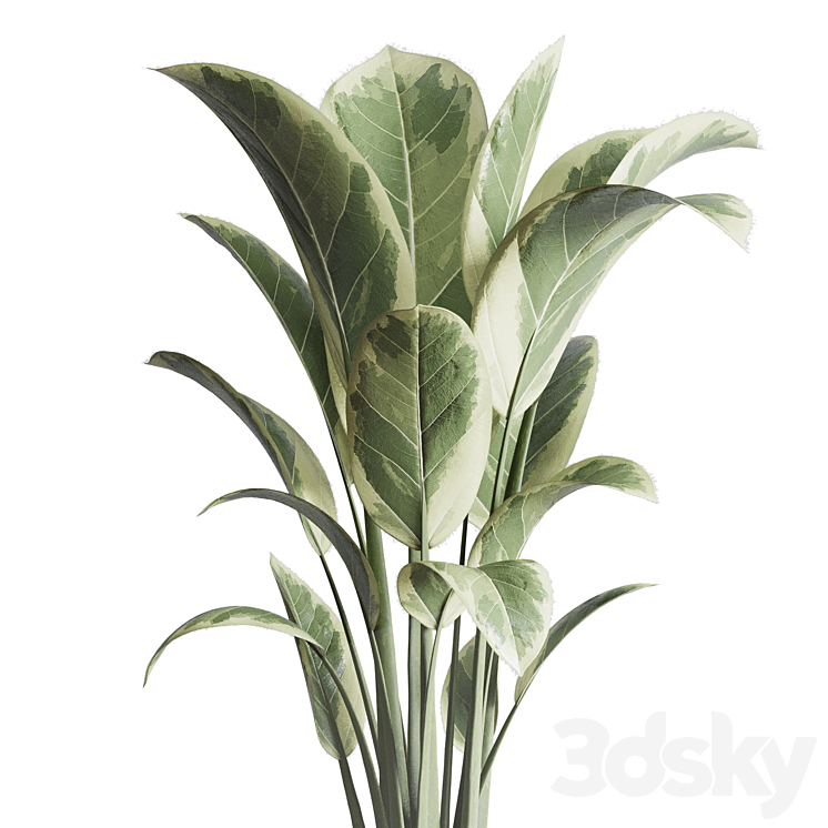 ficus elastica pot Indoor outdoor plant 296 concrete dirt vase 3DS Max Model - thumbnail 2