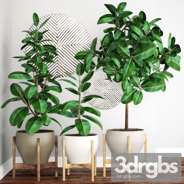 Ficus Elastica Tree Pot 3dsmax Download - thumbnail 1