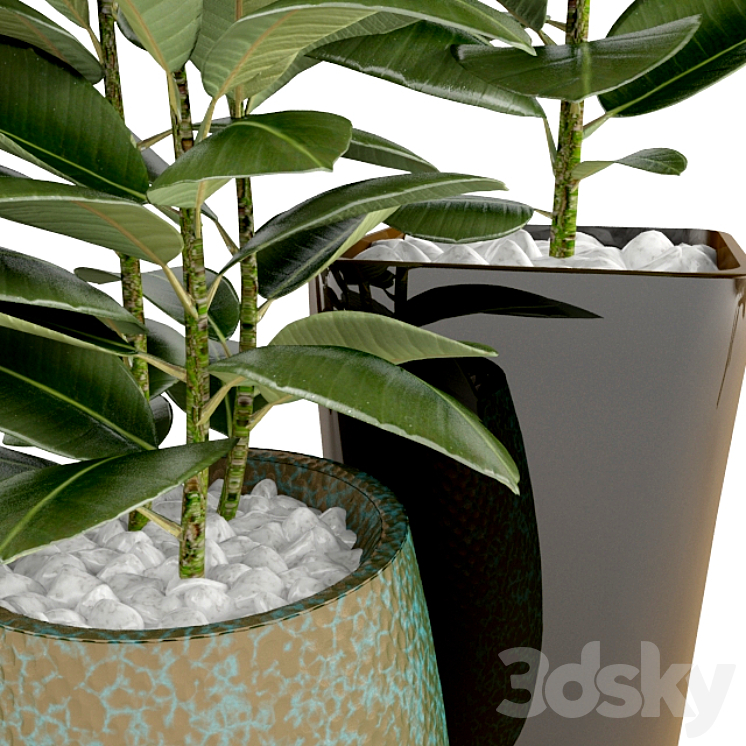 Ficus Ficus 3DS Max - thumbnail 2