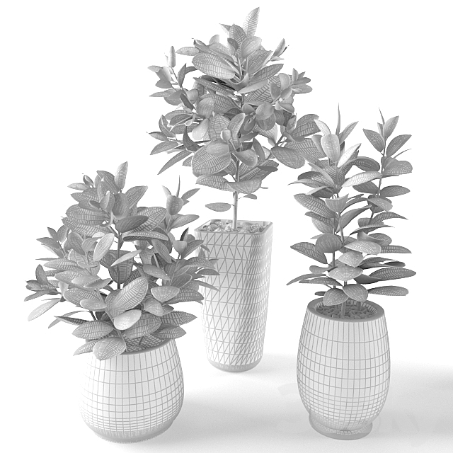 Ficus Ficus 3DSMax File - thumbnail 3