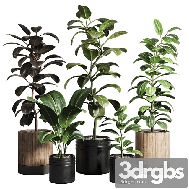 Ficus – ficus rubbery plant 165 Dirty wooden and plastic pots - thumbnail 1