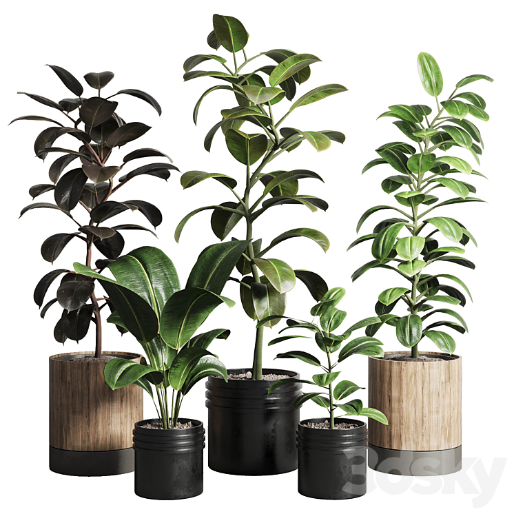 Ficus – Ficus rubbery plant 165_dirty wooden and plastic pots 3DS Max Model - thumbnail 3