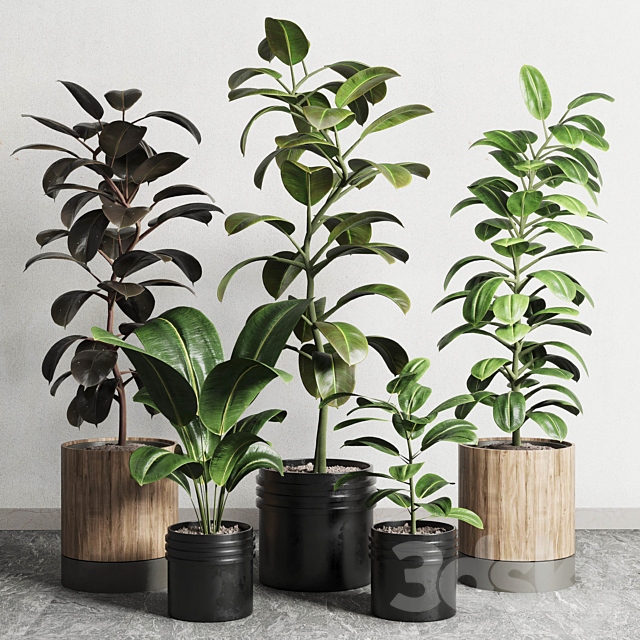 Ficus – Ficus rubbery plant 165_dirty wooden and plastic pots 3DSMax File - thumbnail 2