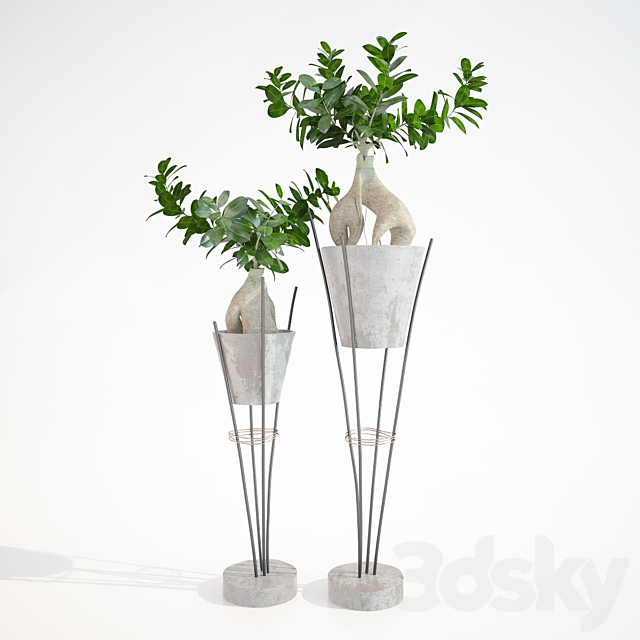 Ficus ginseng _ Ginseng Ficus Ginseng 3DSMax File - thumbnail 1