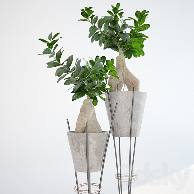 Ficus ginseng _ Ginseng Ficus Ginseng 3DSMax File - thumbnail 2