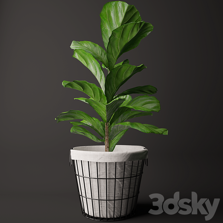 Ficus Lyrata 2 3DS Max - thumbnail 1