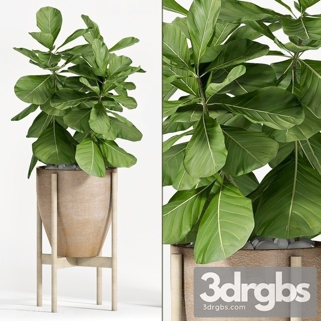 Ficus Lyrata 2 3dsmax Download - thumbnail 1