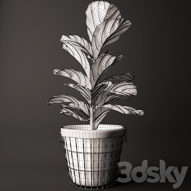 Ficus Lyrata 2 3DSMax File - thumbnail 3