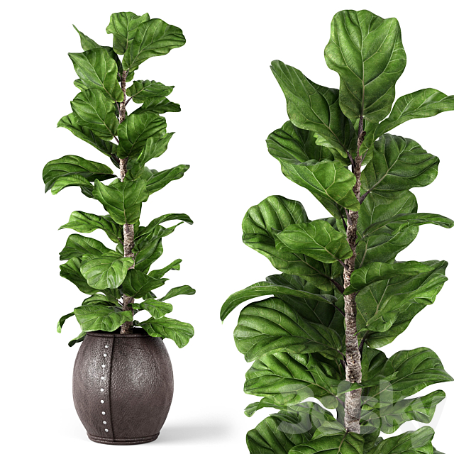 Ficus Lyrata 2 3DSMax File - thumbnail 1