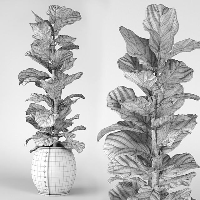 Ficus Lyrata 2 3DSMax File - thumbnail 2