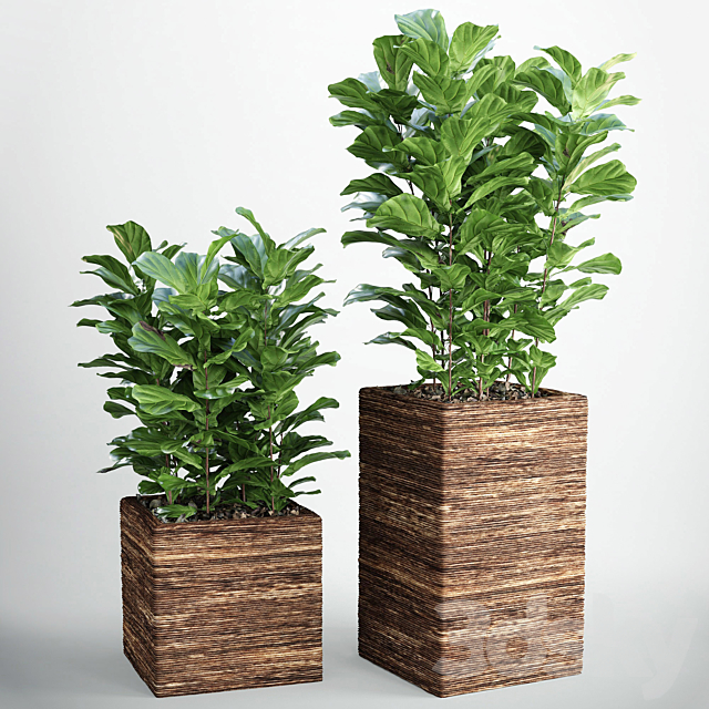 Ficus lyrata 3 3DSMax File - thumbnail 1