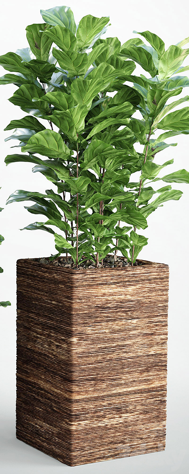 Ficus lyrata 3 3DSMax File - thumbnail 2