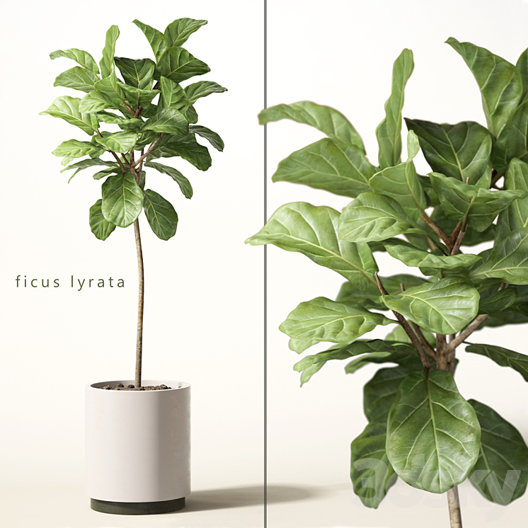 ficus lyrata 3DS Max - thumbnail 1