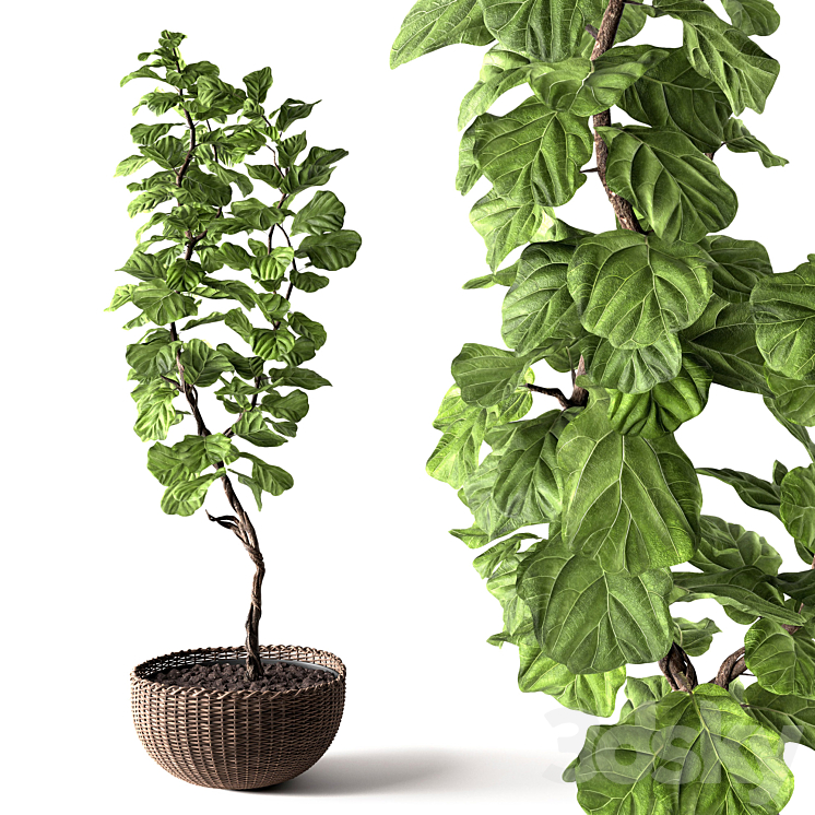 Ficus Lyrata 3DS Max - thumbnail 1