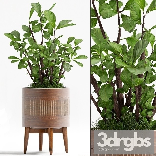 Ficus Lyrata 3dsmax Download - thumbnail 1