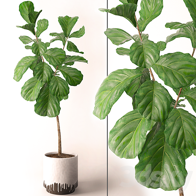 Ficus lyrata 3DSMax File - thumbnail 1