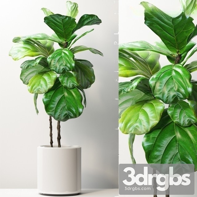 Ficus Lyrata 4 3dsmax Download - thumbnail 1