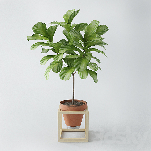 Ficus lyrata _ ficus lyrata 3DSMax File - thumbnail 1