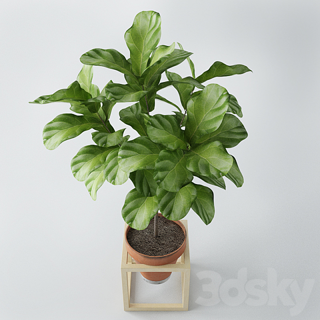 Ficus lyrata _ ficus lyrata 3DSMax File - thumbnail 2