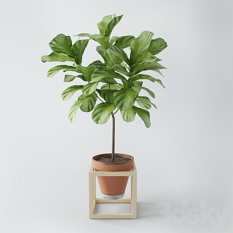 Ficus lyrata \/ ficus lyrata 3DS Max - thumbnail 1