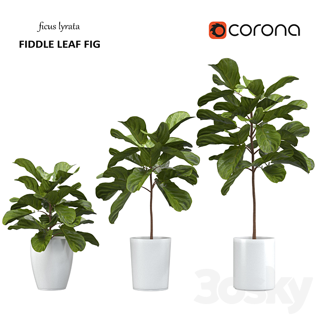 Ficus lyrata – Fiddle Leaf Fig 3ds Max - thumbnail 1