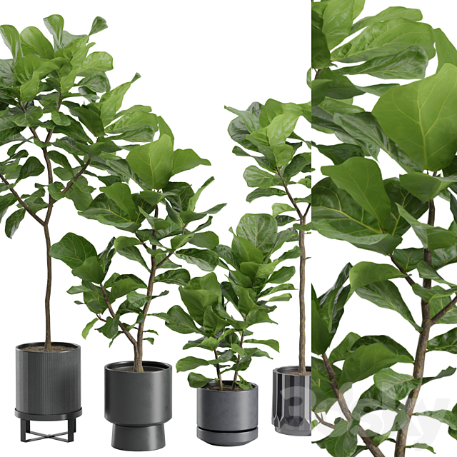 Ficus Lyrata in Dark Planters 3DS Max Model - thumbnail 2