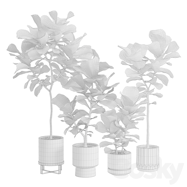 Ficus Lyrata in Dark Planters 3DS Max Model - thumbnail 3