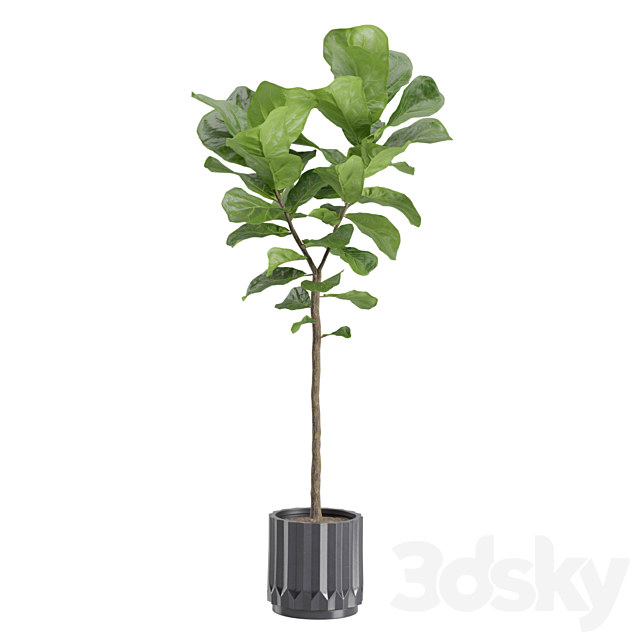 Ficus Lyrata in Dark Planters 3DS Max Model - thumbnail 4