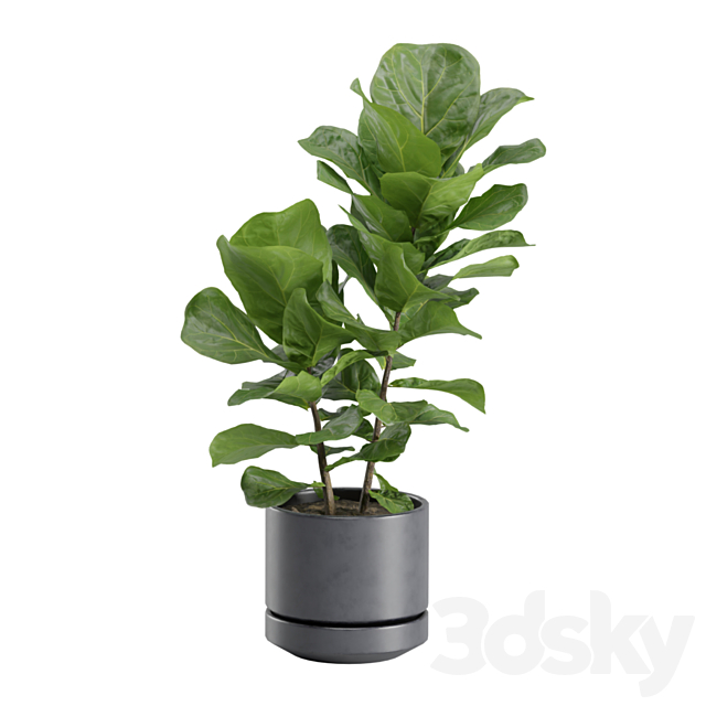 Ficus Lyrata in Dark Planters 3DS Max Model - thumbnail 5