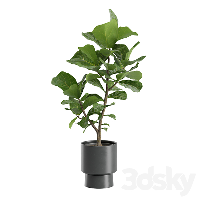 Ficus Lyrata in Dark Planters 3DS Max Model - thumbnail 6