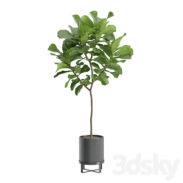 Ficus Lyrata in Dark Planters 3DS Max Model - thumbnail 7