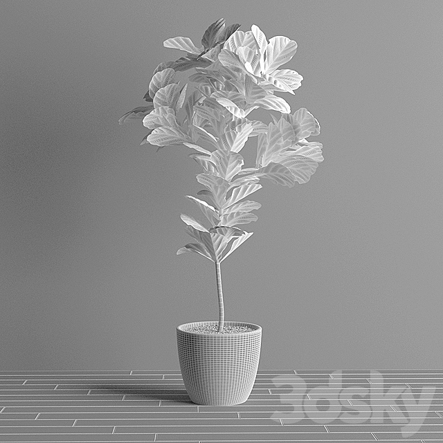 Ficus Lyrata – Interior Plant 3DSMax File - thumbnail 3